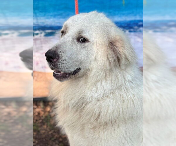 Medium Photo #8 Great Pyrenees Puppy For Sale in Spring, TX, USA
