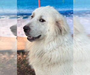 Finn - Male Great Pyrenees Dog for Adoption - Photo #8
