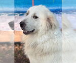 Small #7 Great Pyrenees