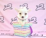 Small Photo #31 Chihuahua Puppy For Sale in LAS VEGAS, NV, USA