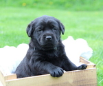 Puppy Chelsea Labrador Retriever