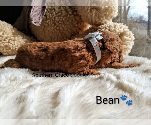 Medium Photo #5 Goldendoodle (Miniature) Puppy For Sale in GASTONIA, NC, USA