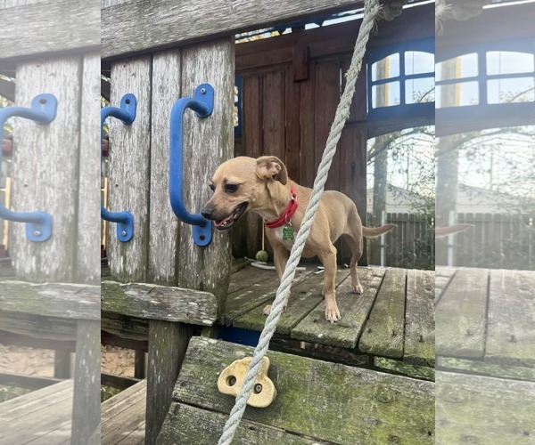 Medium Photo #9 Jack Chi Puppy For Sale in Princeton, MN, USA