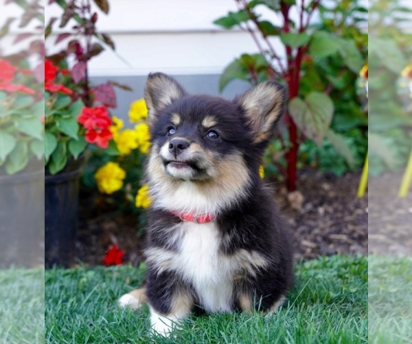Medium Photo #3 Pembroke Welsh Corgi Puppy For Sale in PARADISE, PA, USA