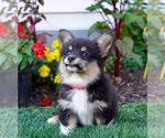 Small Photo #11 Pembroke Welsh Corgi Puppy For Sale in PARADISE, PA, USA