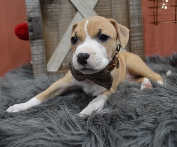 Medium Photo #2 American Pit Bull Terrier Puppy For Sale in HONEY BROOK, PA, USA