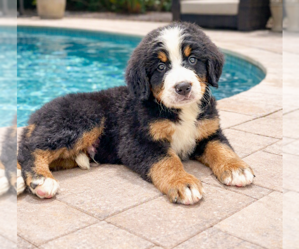Medium Photo #4 Bernese Mountain Dog Puppy For Sale in DUNDEE, OH, USA