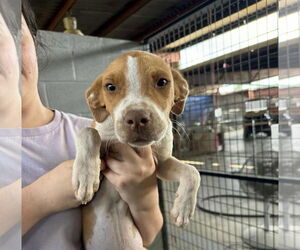Boxer-Whippet Mix Dogs for adoption in Minneapolis, MN, USA