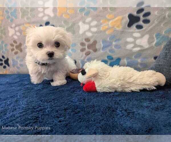 Medium Photo #25 Maltese Puppy For Sale in OCALA, FL, USA