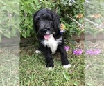 Small #6 Bernedoodle