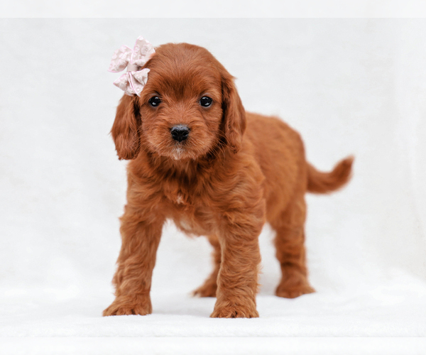 Medium Photo #1 Cavapoo-Poodle (Toy) Mix Puppy For Sale in LIBERTY, KY, USA