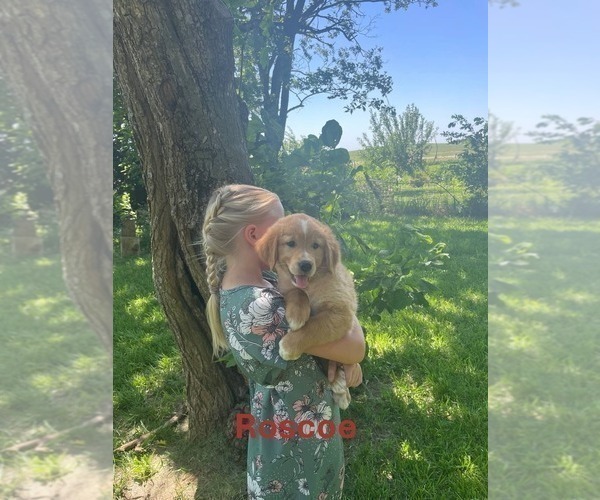 Medium Photo #3 Golden Retriever Puppy For Sale in BURNS, KS, USA