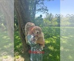 Small #2 Golden Retriever