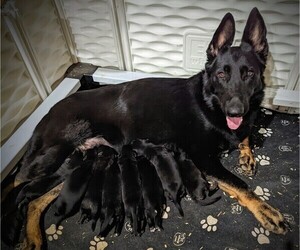 German Shepherd Dog Litter for sale in ATWATER, OH, USA
