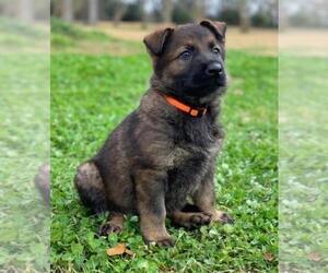 German Shepherd Dog Puppy for Sale in POPLARVILLE, Mississippi USA