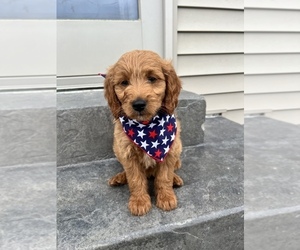 Goldendoodle (Miniature) Puppy for sale in ROANOKE, IN, USA
