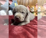 Small #7 Labrador Retriever