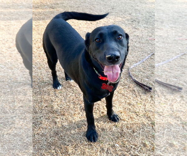 Medium Photo #1 Labrador Retriever-Unknown Mix Puppy For Sale in San Diego, CA, USA