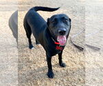 Small Labrador Retriever Mix
