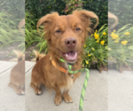 Clifford - Male Mutt Dog for Adoption - Small photo