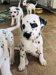 Small Photo #7 Dalmatian Puppy For Sale in ASHEBORO, NC, USA