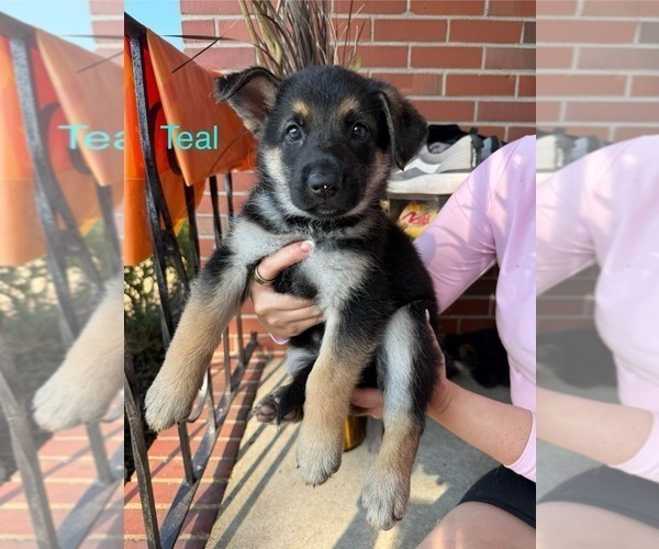 Medium Photo #6 German Shepherd Dog Puppy For Sale in VIRGINIA BEACH, VA, USA
