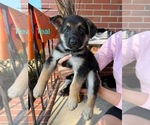Small Photo #6 German Shepherd Dog Puppy For Sale in VIRGINIA BEACH, VA, USA