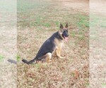 Small #7 German Shepherd Dog