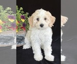 Puppy Marta Australian Labradoodle