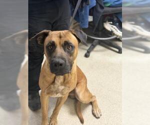 Mastiff-Unknown Mix Dogs for adoption in Riverside, CA, USA
