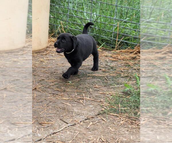 Medium Photo #3 Labrador Retriever Puppy For Sale in EDINBURG, VA, USA