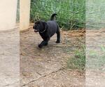 Small #2 Labrador Retriever