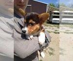 Small Photo #9 Pembroke Welsh Corgi Puppy For Sale in GREELEY, CO, USA