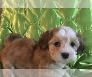 Havanese Puppy for sale in LIVONIA, MI, USA