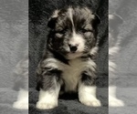 Small Photo #1 Pomsky Puppy For Sale in WARREN, OH, USA