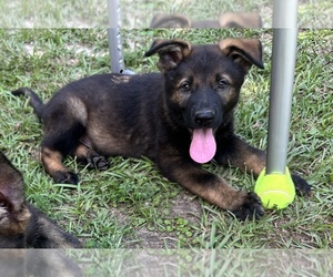 German Shepherd Dog Puppy for sale in PURVIS, MS, USA