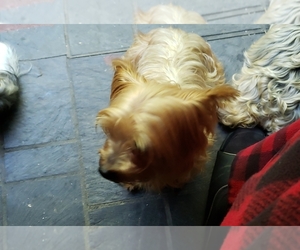 Father of the Biewer Terrier puppies born on 06/19/2025