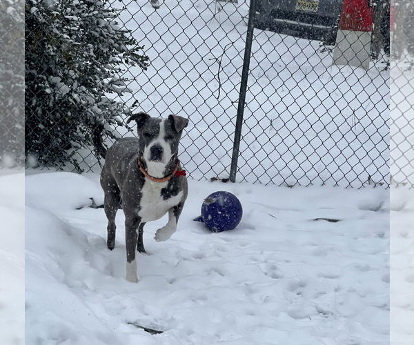 Medium Photo #6 Mutt Puppy For Sale in Mount Laurel, NJ, USA