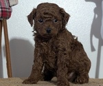 Small Photo #14 Poodle (Miniature) Puppy For Sale in GOSHEN, IN, USA