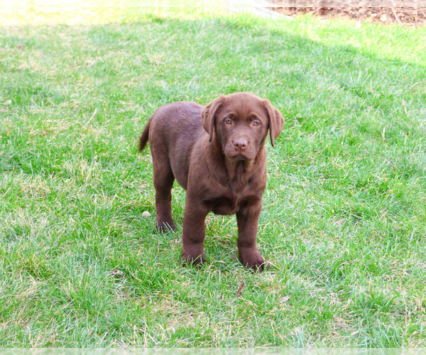 Medium Photo #6 Labrador Retriever Puppy For Sale in SYRACUSE, IN, USA