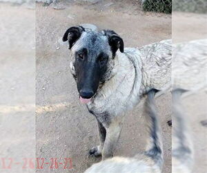 Paprika - of the Belgian Malinois x family - Female German Shepherd Dog-Unknown Mix Dog for Adoption - Photo #2