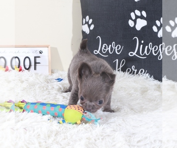 Medium Photo #3 Chihuahua Puppy For Sale in MOUNT VERNON, OH, USA