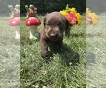 Small #5 Labrador Retriever