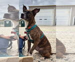 Small #10 Chihuahua-Dutch Shepherd  Mix