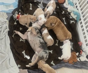 French Bulldog Litter for sale in CHINO HILLS, CA, USA