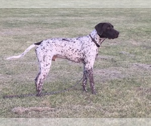 Father of the German Shorthaired Pointer puppies born on 04/02/2022