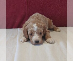 Goldendoodle-Poodle (Miniature) Mix Puppy for sale in GORDONVILLE, PA, USA