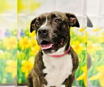 Small #2 American Pit Bull Terrier Mix