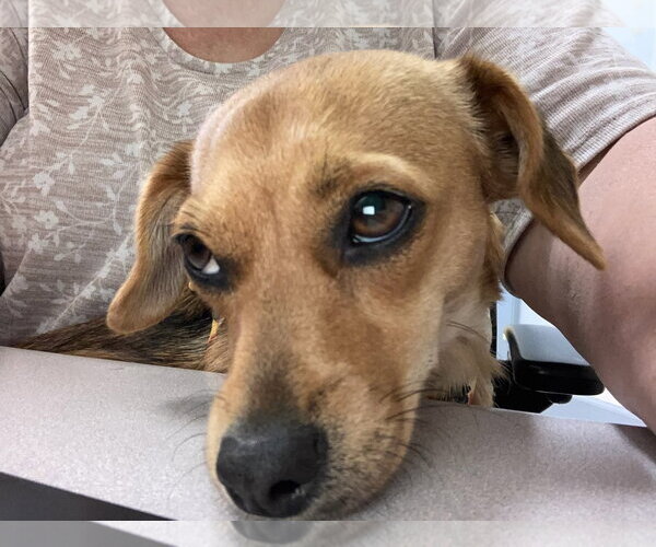 Medium Photo #9 Chiweenie Puppy For Sale in San Francisco, CA, USA