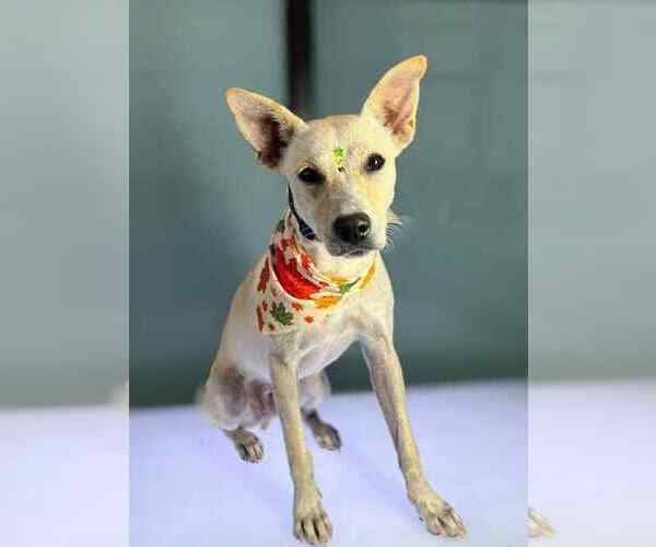 Medium Photo #2 Feist Terrier-Unknown Mix Puppy For Sale in Virginia Beach, VA, USA